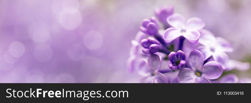 Lilac flowers spring blossom copy space