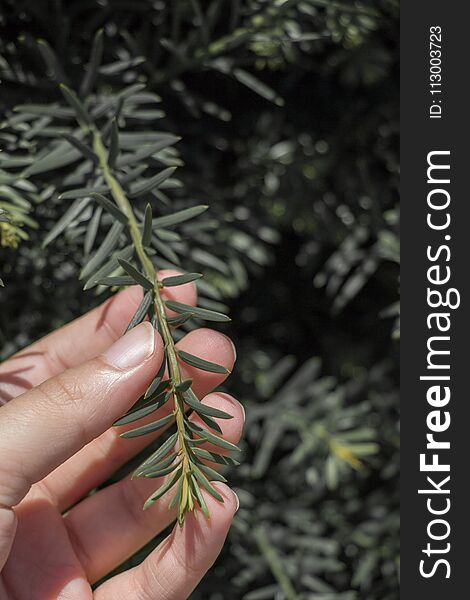 Hand holding a part of a green tree brunch. Hand holding a part of a green tree brunch