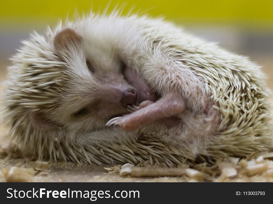 Sleeping little hedgehog closeup