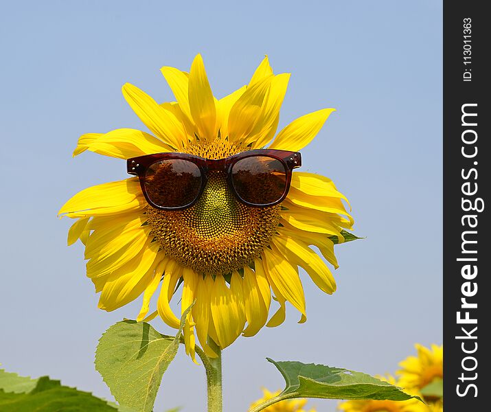 The Sunflower wearing sunglasses on background