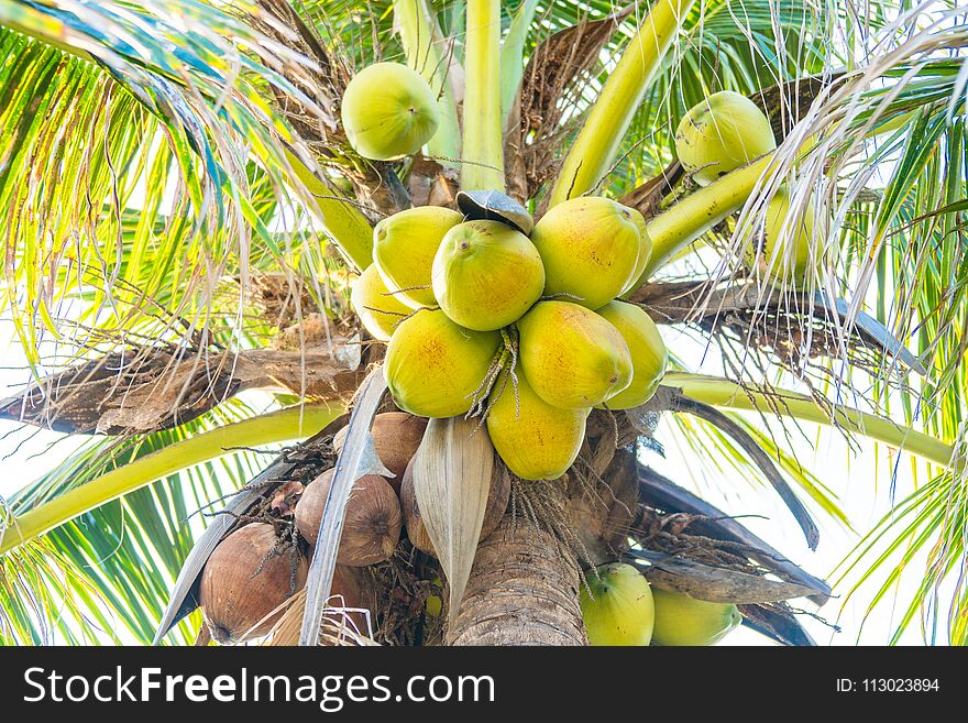 Beautiful Coconut and palm tree. Beautiful Coconut and palm tree