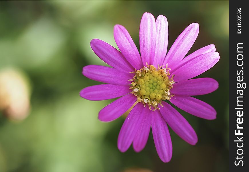 Macro Photography of a Pink Flower