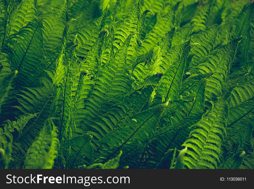 Close-Up Photography Of Fern