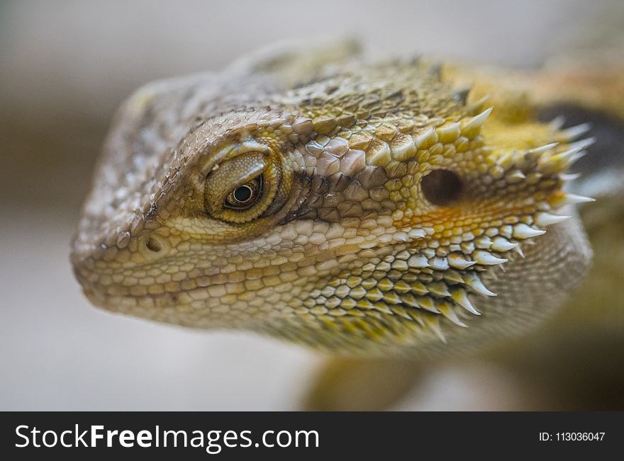 Close-Up Photography of Central Bearded Dragon