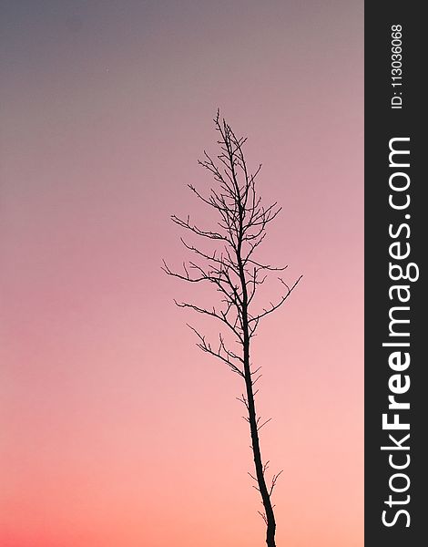 Silhouette Photo of Bare Tree