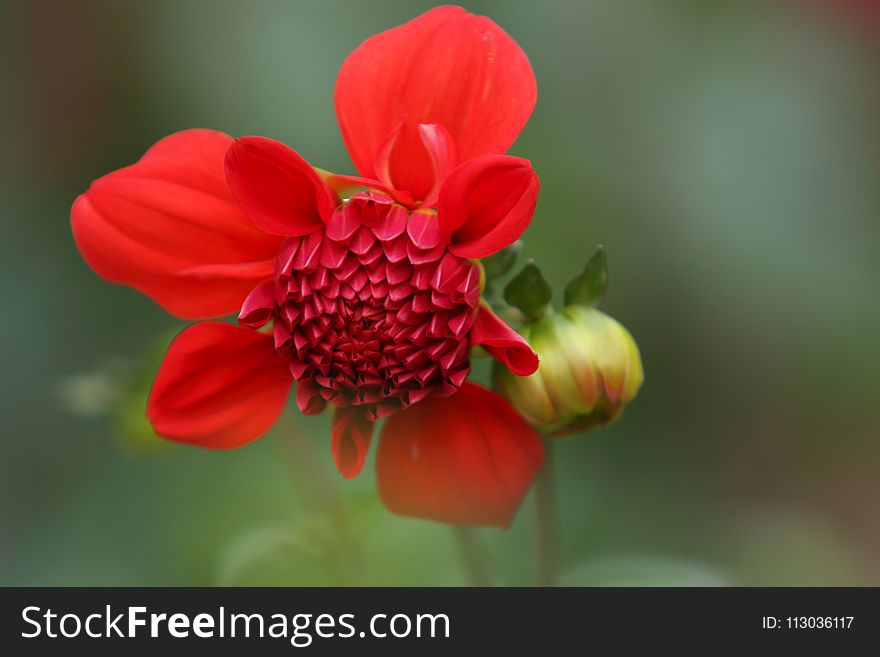 Selective Focus Photography of Red Petaled Flower