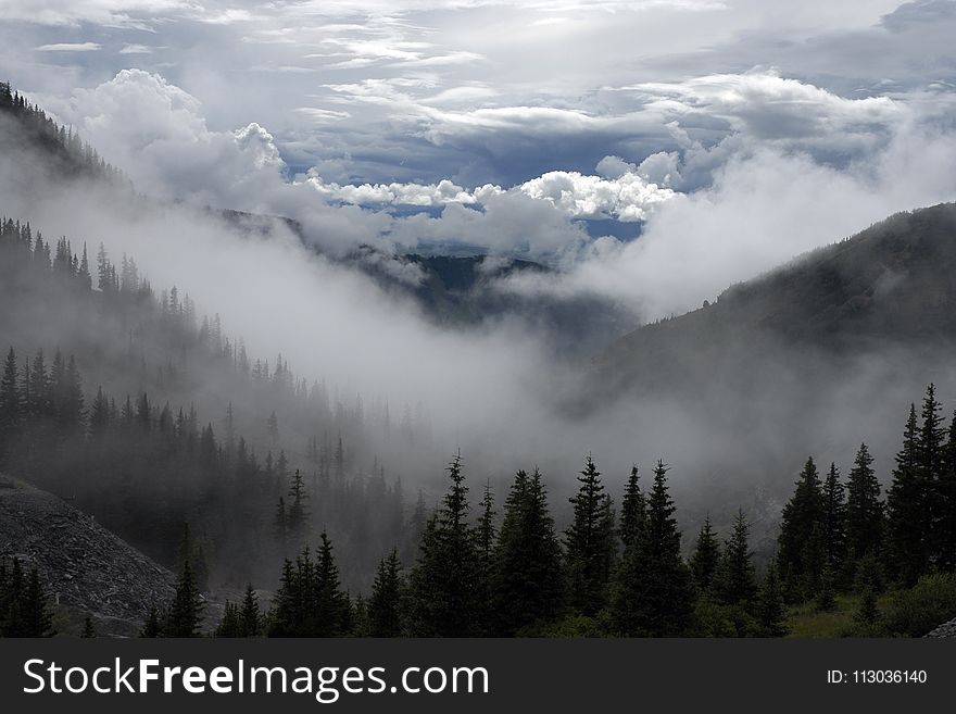 Scenic View of Trees Surrounded by Fog