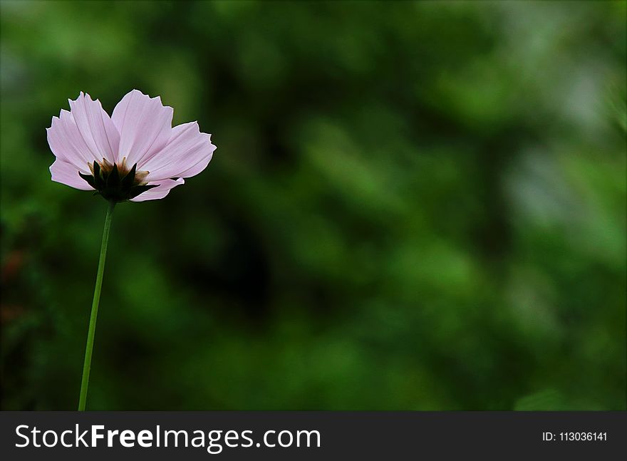 Close-up Photography of Pink Cosmos Flower