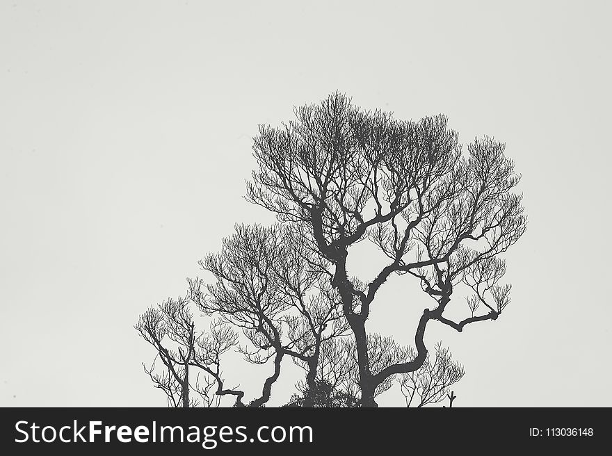 Monochrome Photography Of Bare Tree