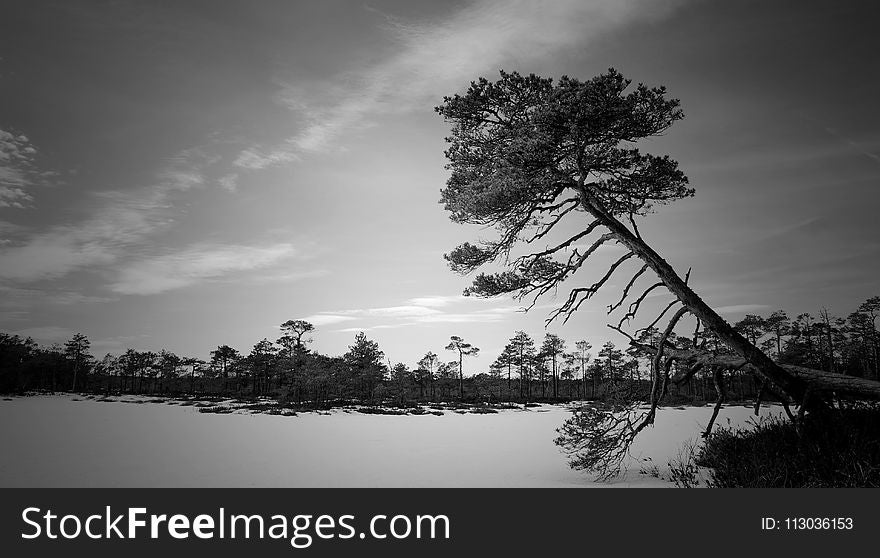 Grayscale Photo Of Trees Near Body Of Water