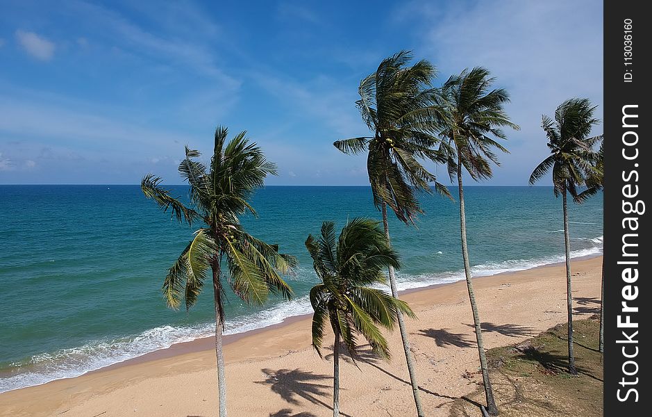 Photo of Coconut Trees on Beach