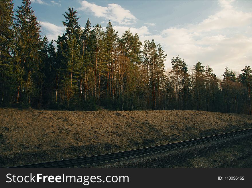 Photo of Trees Near Railway