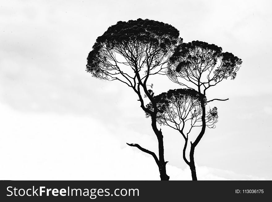 Silhouette Photo Of Trees