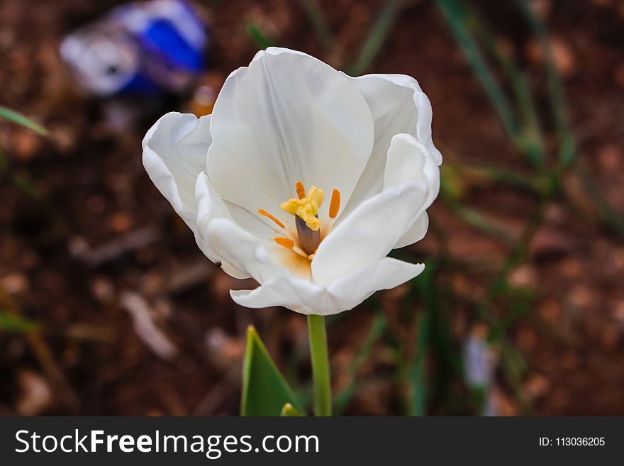 Close-Up Photography of White Tulip