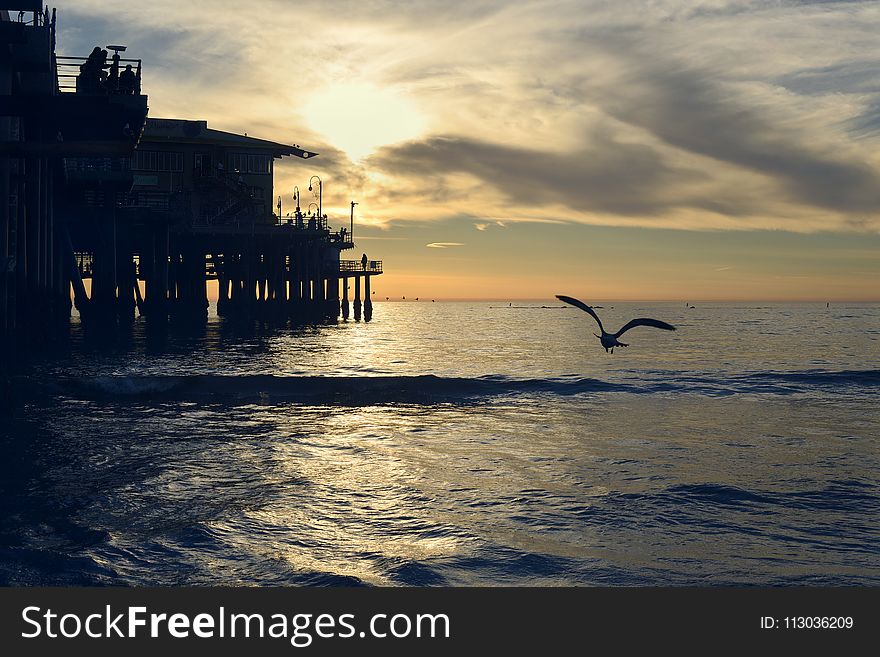 Silhouette Photography of Bird Near Sea Dock