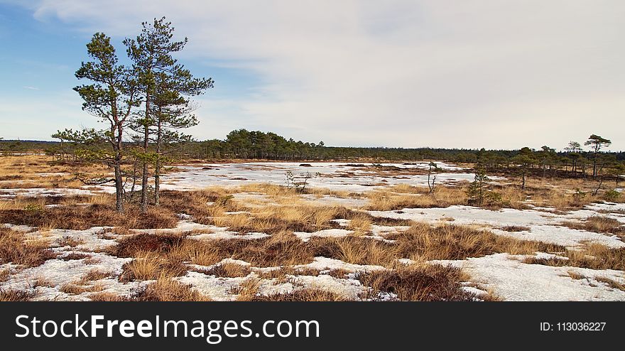 Photo of Withered Grass