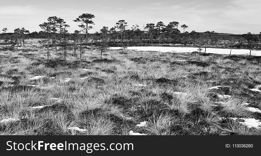 Grayscale Photo of Grass Field