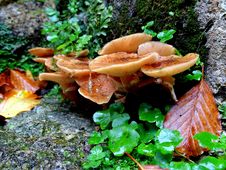 Free Fungus, Mushroom, Medicinal Mushroom, Edible Mushroom Stock Image - 113057911