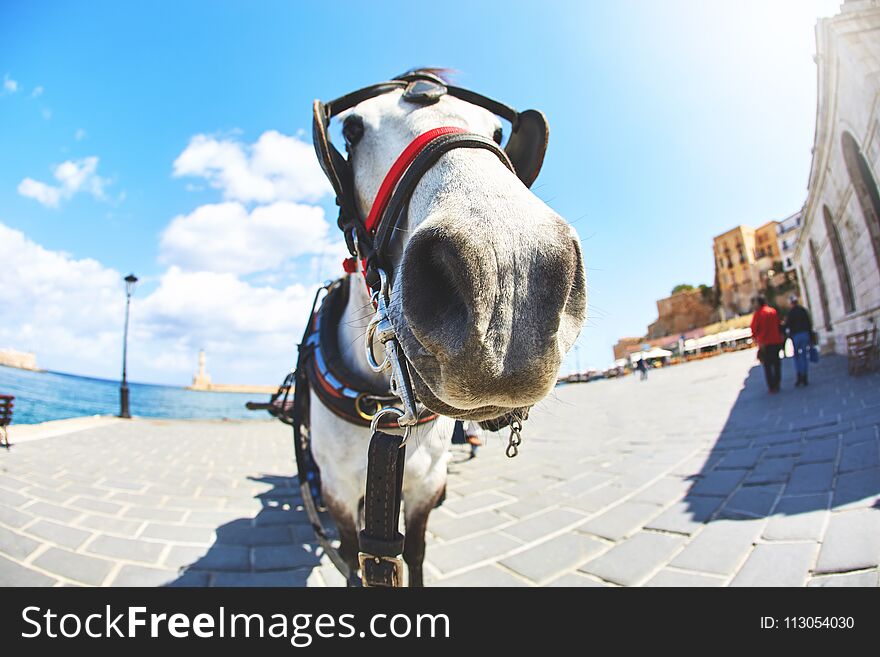 Horse face photographed on a wide angle on the Chania city bay in the tourist part of the city. Horse face photographed on a wide angle on the Chania city bay in the tourist part of the city