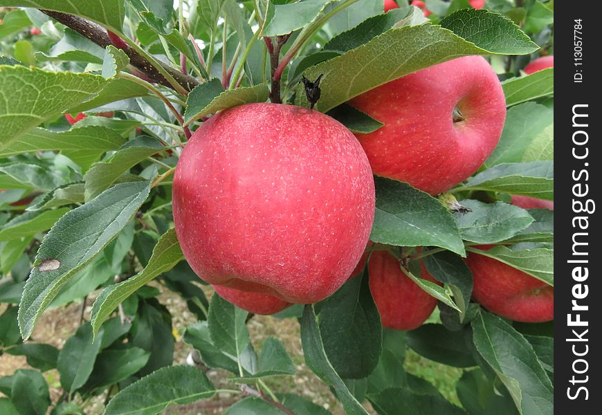 Fruit, Apple, Produce, Fruit Tree