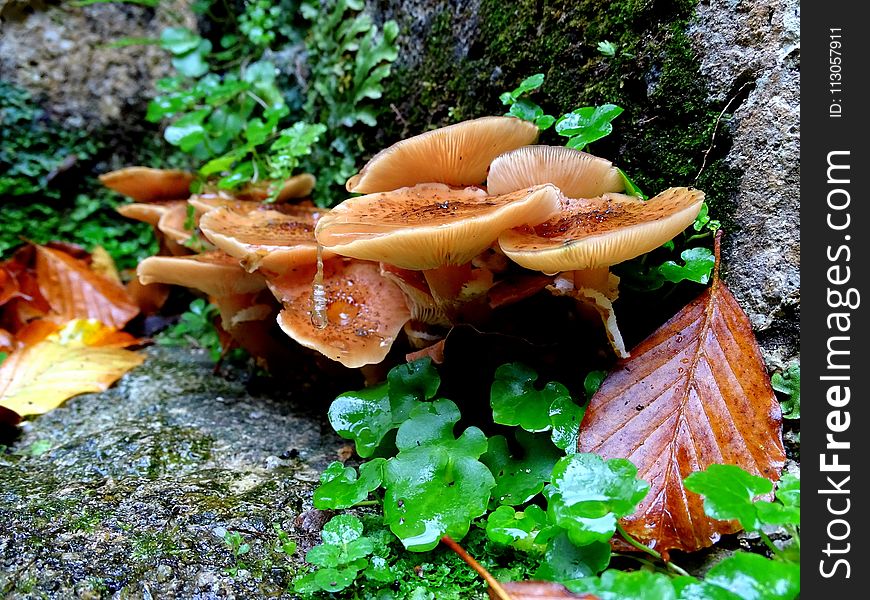 Fungus, Mushroom, Medicinal Mushroom, Edible Mushroom