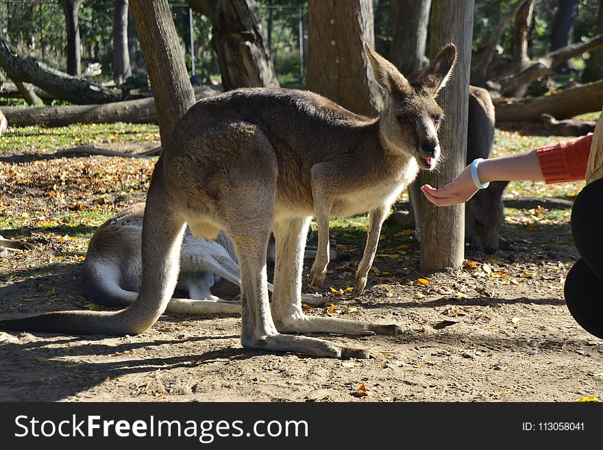 Kangaroo, Macropodidae, Fauna, Mammal