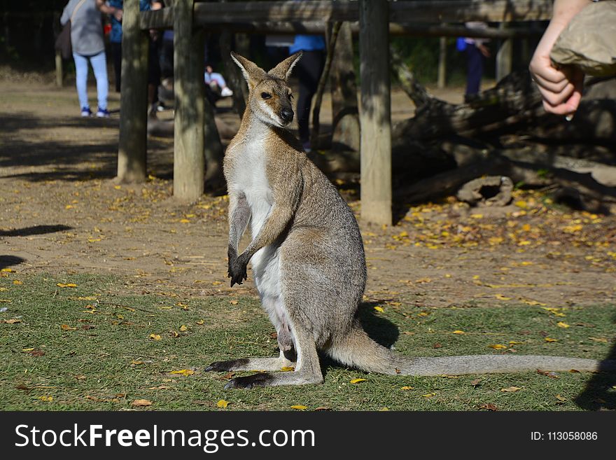Kangaroo, Macropodidae, Mammal, Fauna