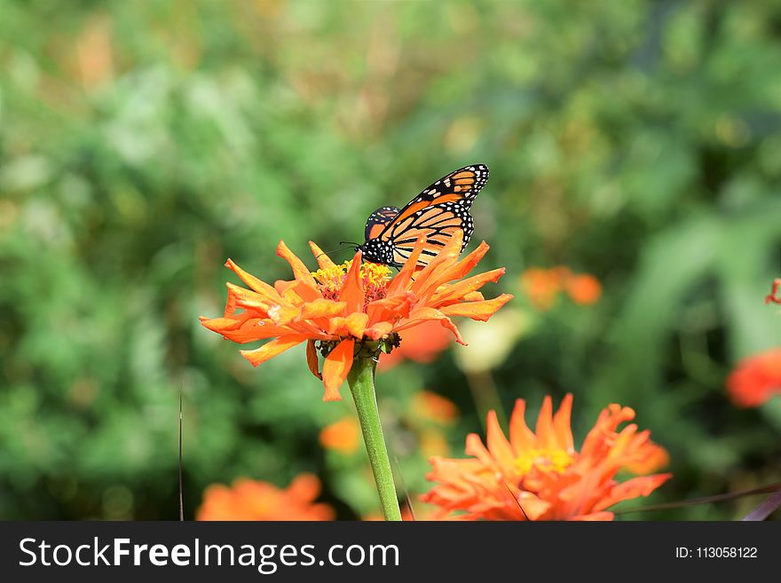 Butterfly, Flower, Brush Footed Butterfly, Nectar