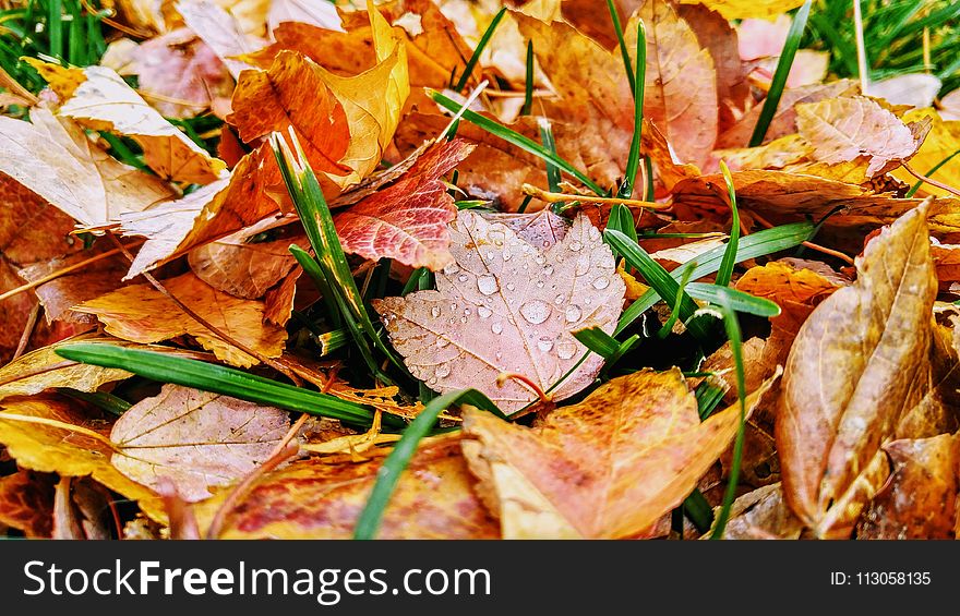 Leaf, Dish, Food, Autumn