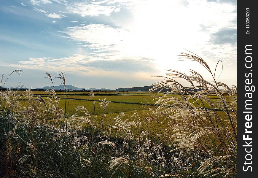 Sky, Field, Ecosystem, Vegetation