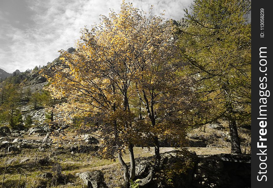 Tree, Nature, Woody Plant, Vegetation