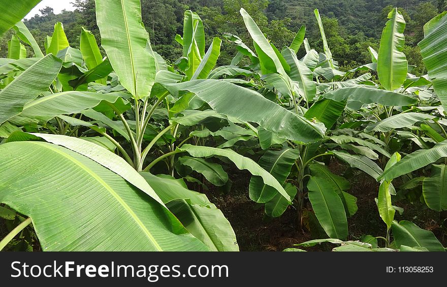 Plant, Leaf, Cash Crop, Agriculture