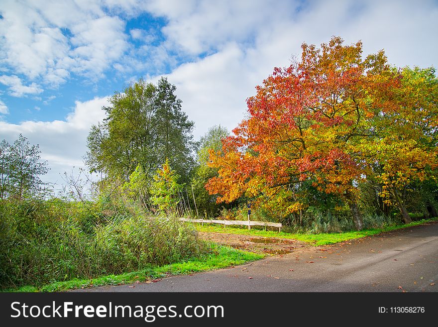 Leaf, Nature, Autumn, Sky