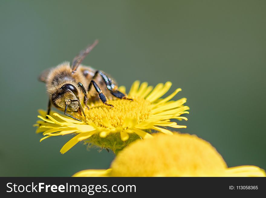 Honey Bee, Bee, Insect, Pollen