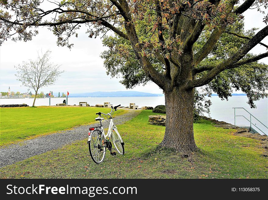 Land Vehicle, Tree, Bicycle, Woody Plant