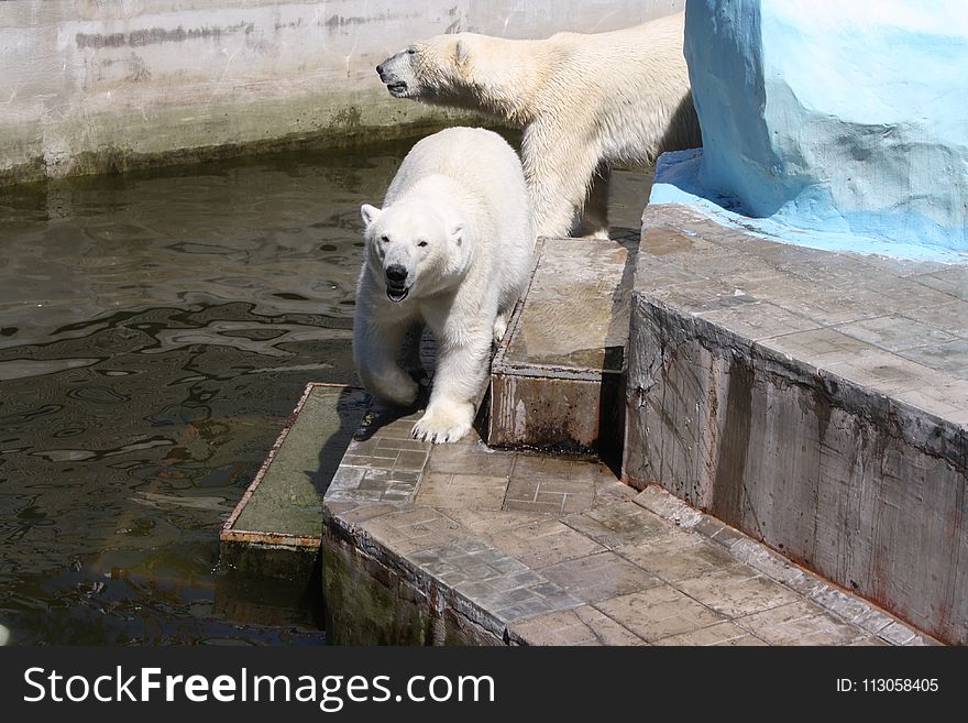 Polar Bear, Fauna, Bear, Zoo