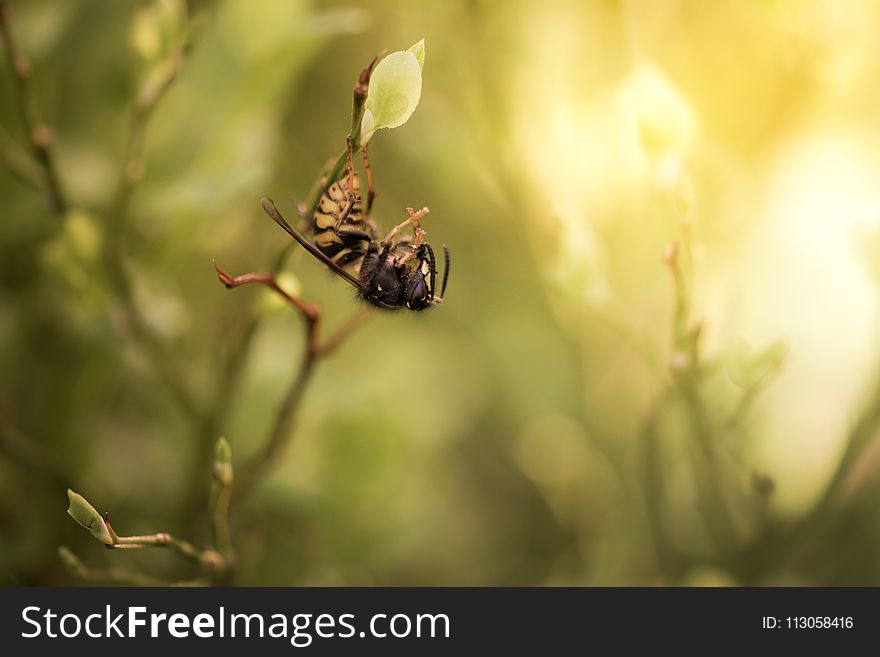 Insect, Macro Photography, Fauna, Invertebrate
