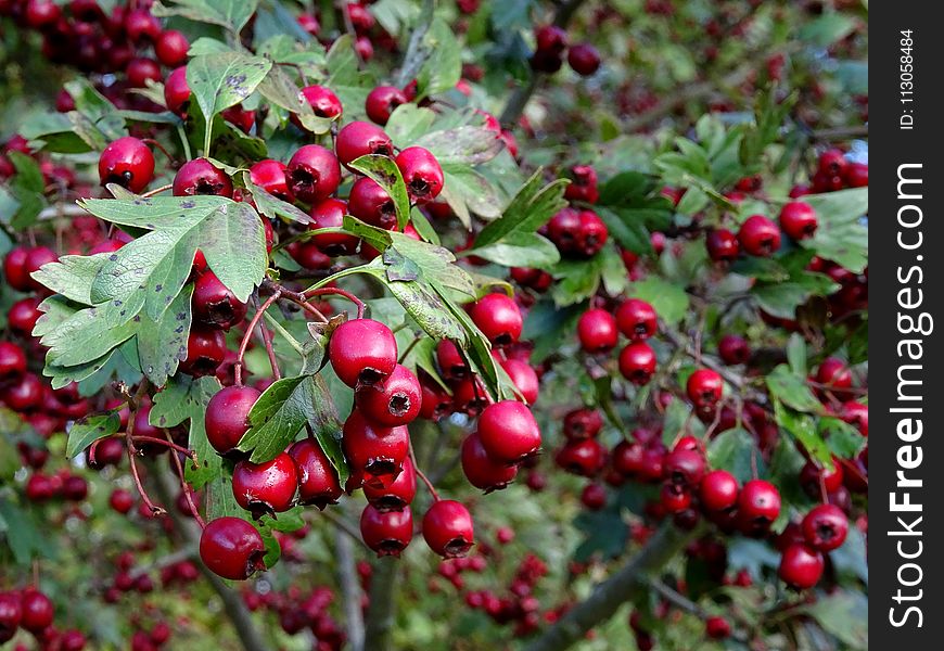 Berry, Plant, Hawthorn, Chinese Hawthorn