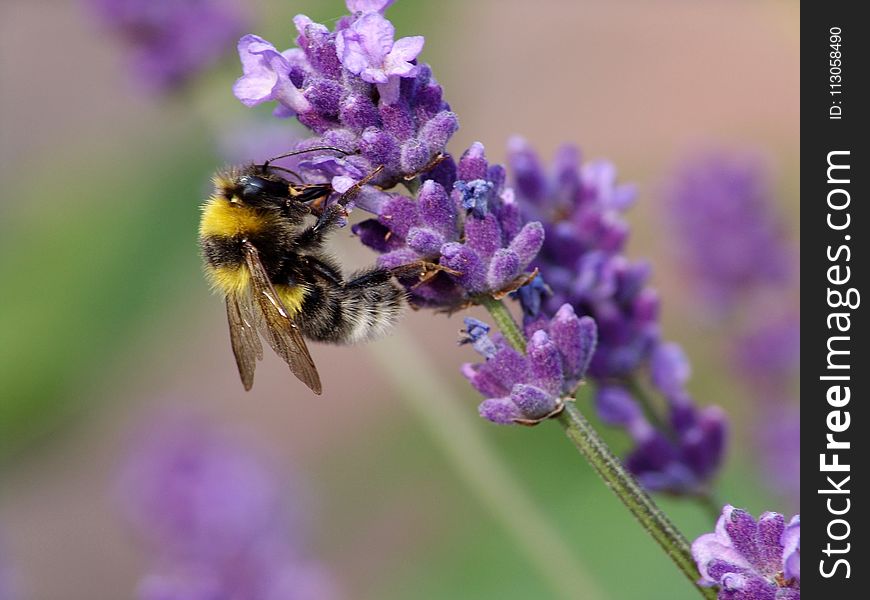 Bee, Honey Bee, English Lavender, Bumblebee