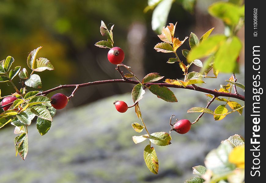 Plant, Cherry, Berry, Rose Hip