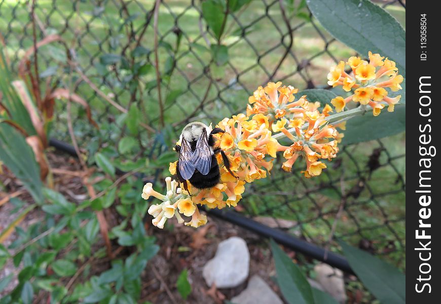 Flora, Insect, Pollinator, Membrane Winged Insect