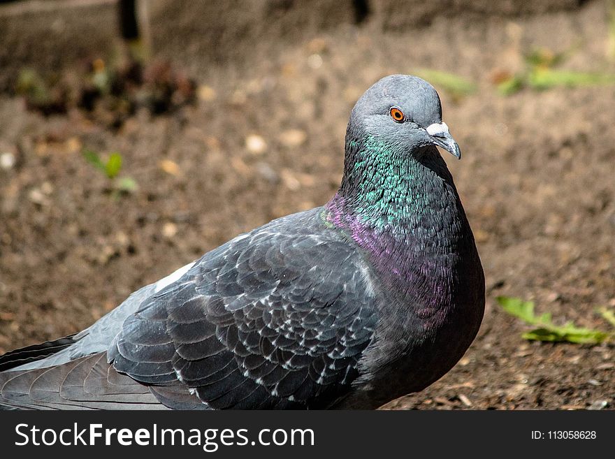 Pigeons And Doves, Bird, Stock Dove, Beak