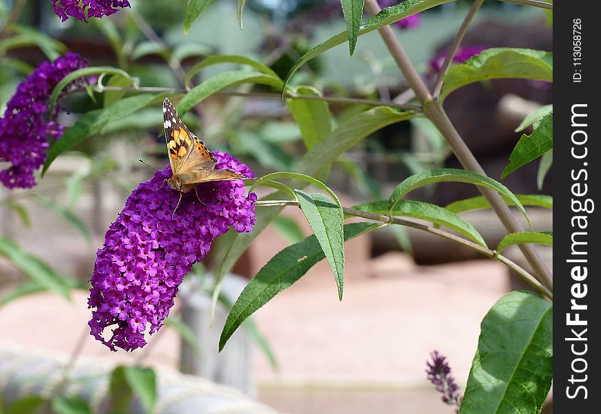 Butterfly, Flora, Insect, Pollinator