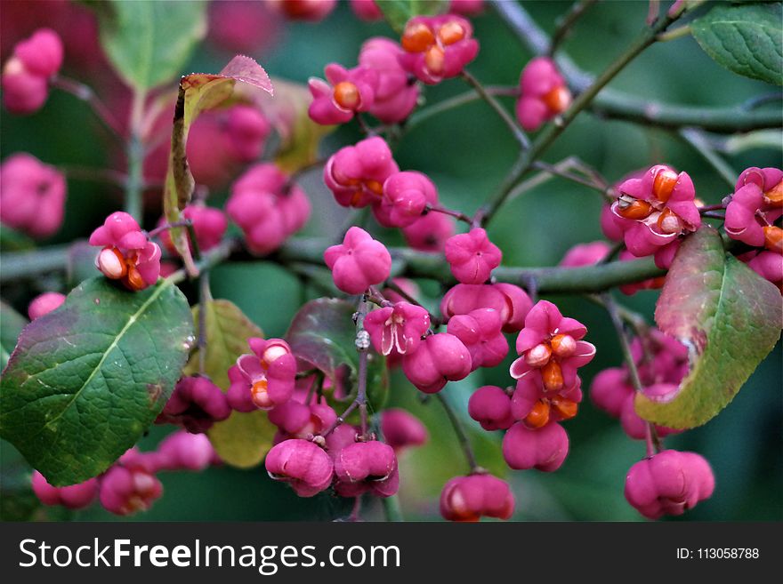 Flora, Plant, Berry, Hawthorn