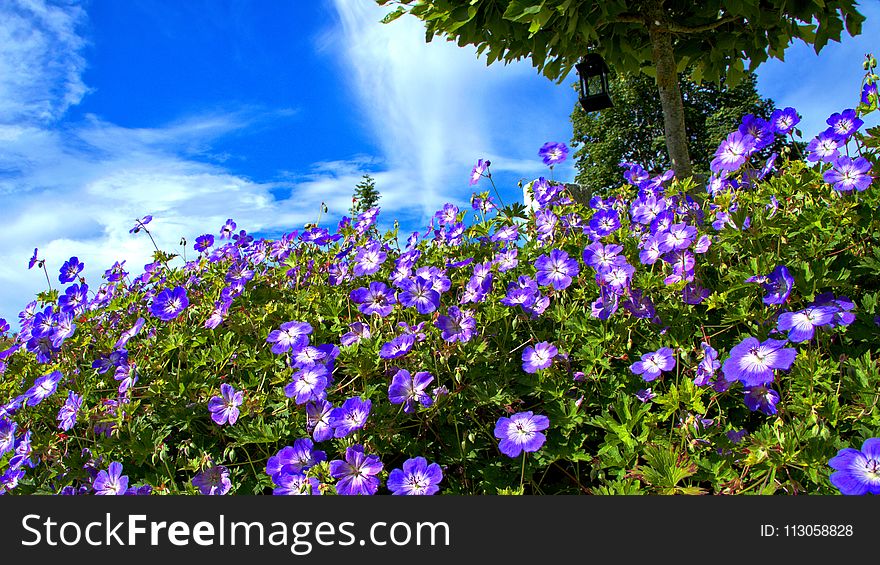 Flower, Blue, Plant, Flora