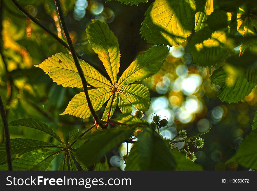 Leaf, Vegetation, Sunlight, Deciduous