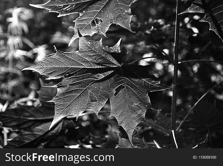 Leaf, Black And White, Monochrome Photography, Plant