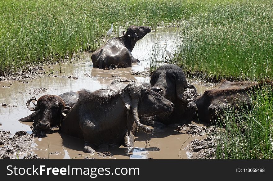 Wildlife, Water Buffalo, Grass, Terrestrial Animal