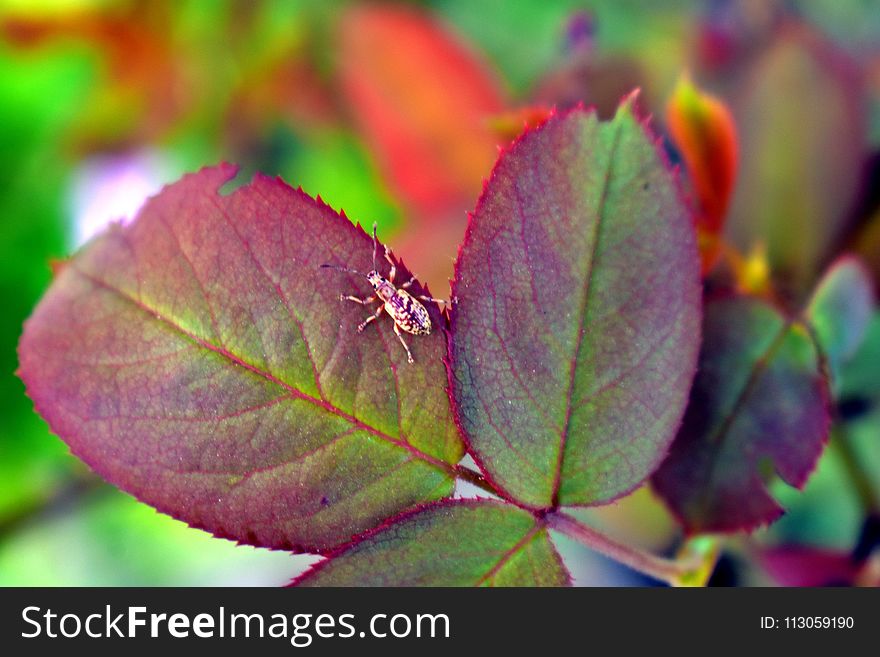 Leaf, Close Up, Flora, Macro Photography