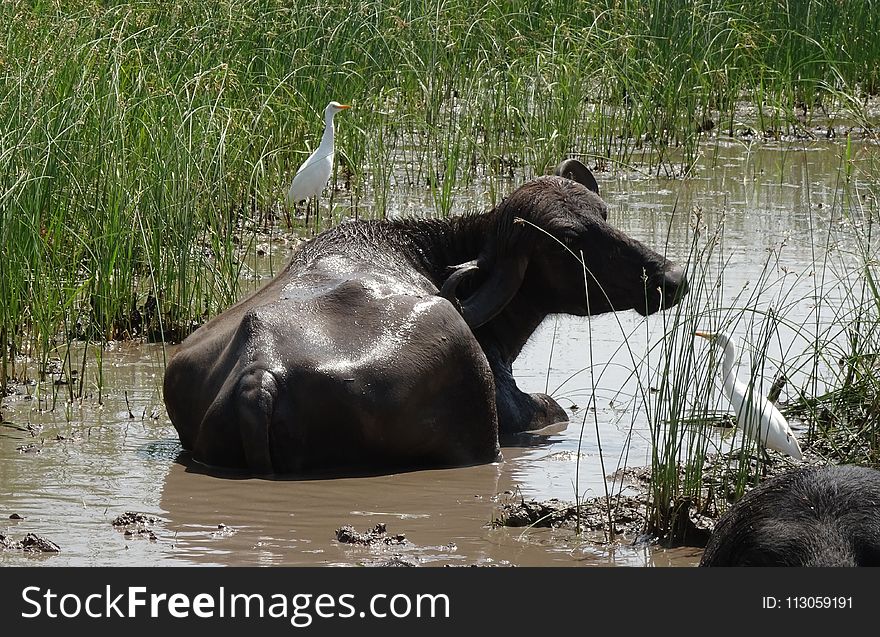 Fauna, Wildlife, Terrestrial Animal, Hippopotamus